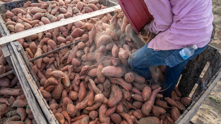 Harvested produce being loaded